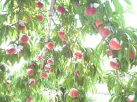 【限定数】桃2号箱(7月中下期日指定不可